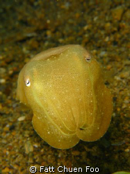 Hi there! Cuttlefish taken at Anilao, Philippines by Fatt Chuen Foo 